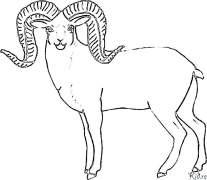 mouflon Tudalennau Lliwio Y Gellir Eu Hargraffu